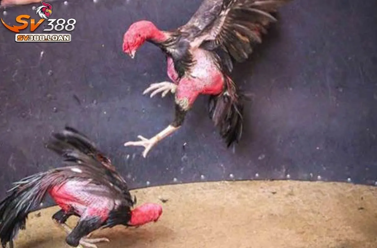 Hướng dẫn tham gia Đá Gà Asil Sv388