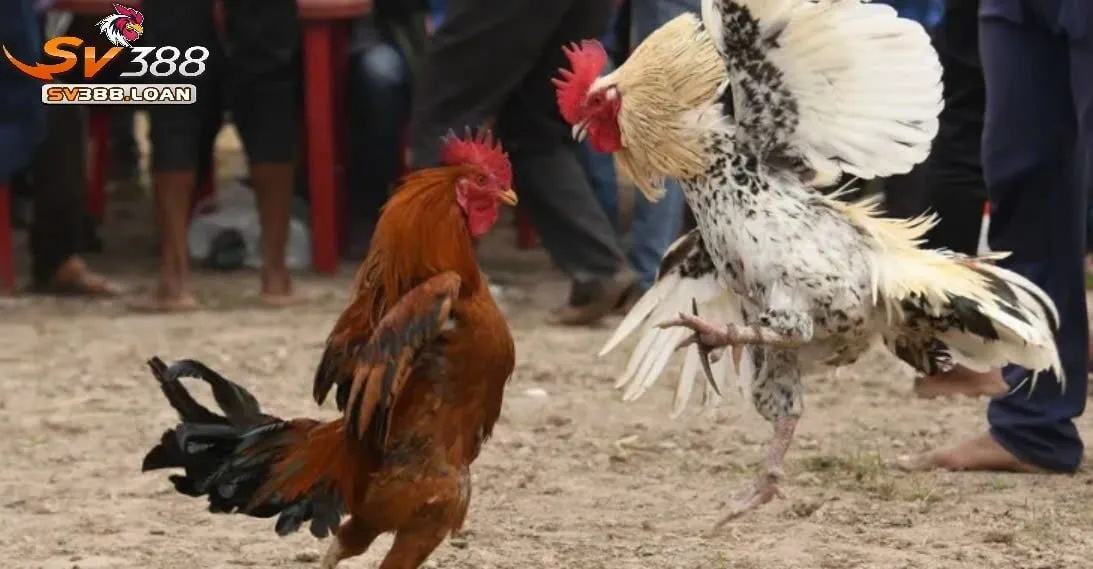 Đá Gà Casino Sv388 Trải Nghiệm Cổng Game Chiến Kê Hấp Dẫn 2 Đá Gà Casino Sv388: Định Nghĩa và Sự Phát Triển