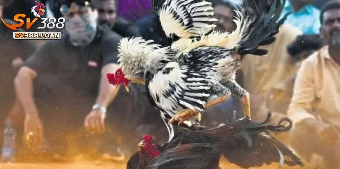 Đá Gà Casino Sv388 Trải Nghiệm Cổng Game Chiến Kê Hấp Dẫn 3 Tham Gia Cá Cược Đá Gà Online: Hướng Dẫn Chi Tiết