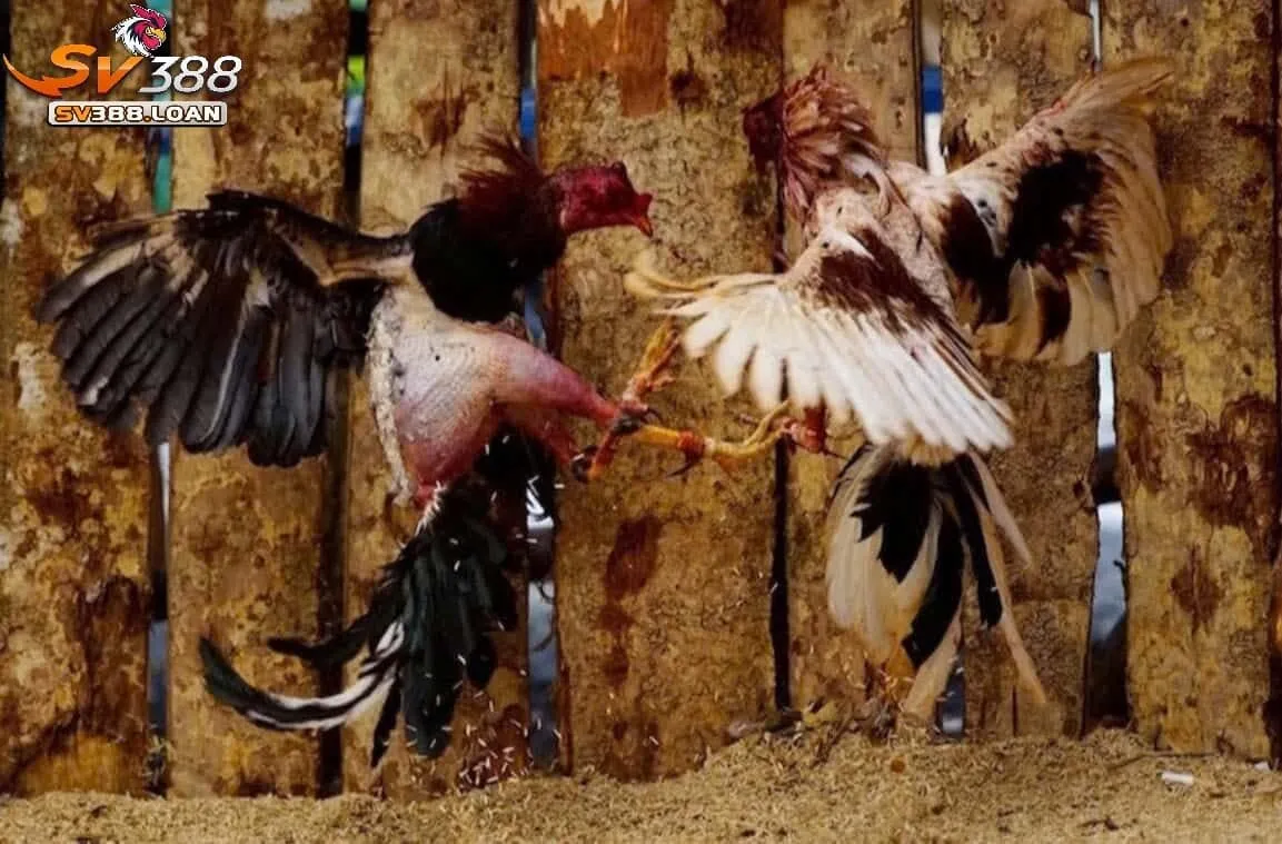 da ga choi cuba sv388 2