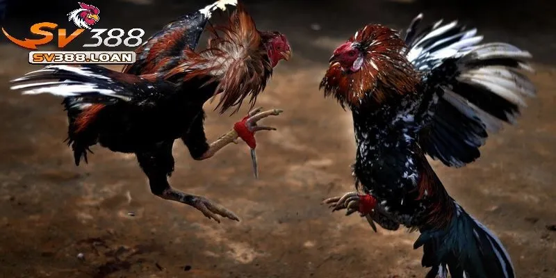 Đá Gà Cựa Dao Sv388 Kiến Thức Cần Có khi Tham Gia Đá Gà 3 Thời gian chiến đấu một trận Đá Gà Cựa Dao Sv388