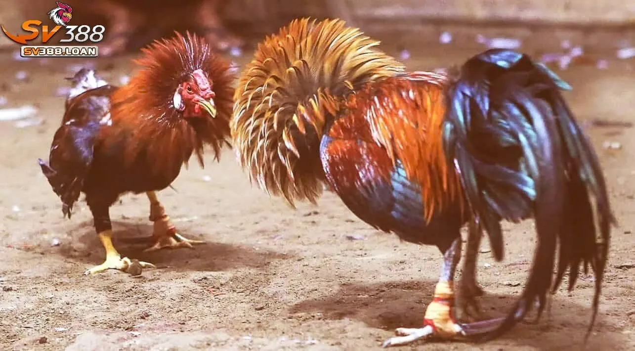 Cược Đá Gà Cựa Sắt Sv388 với 3 lựa chọn
