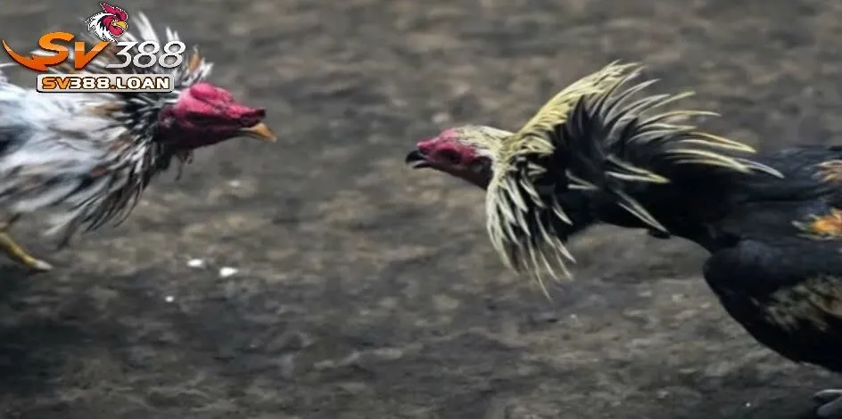 Đá Gà Mỹ Sv388 Kiến Thức Cần Có Khi Tham Gia Đá Gà 2 Nguồn gốc và lịch sử