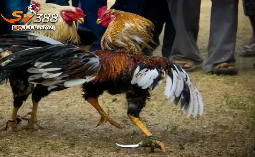 Đá Gà Mỹ Sv388 Kiến Thức Cần Có Khi Tham Gia Đá Gà 4 So sánh Đá Gà Mỹ Sv388 với các loại đá gà khác