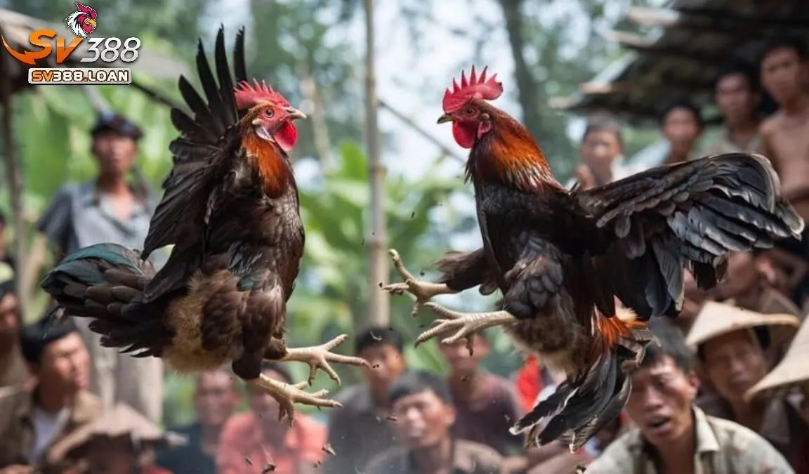 Đá Gà Shamo Sv388 Cùng Tìm Hiểu Cổng Game Đá Gà Hấp Dẫn 2 Những điều cần biết về Đá Gà Shamo Sv388 là gì?