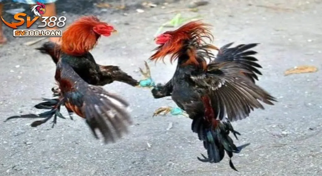 Đá Gà Shamo Sv388 Cùng Tìm Hiểu Cổng Game Đá Gà Hấp Dẫn 4 Sử dụng các loại hạt như ngô, lúa mì làm thực phẩm chính cho Đá Gà Shamo Sv388