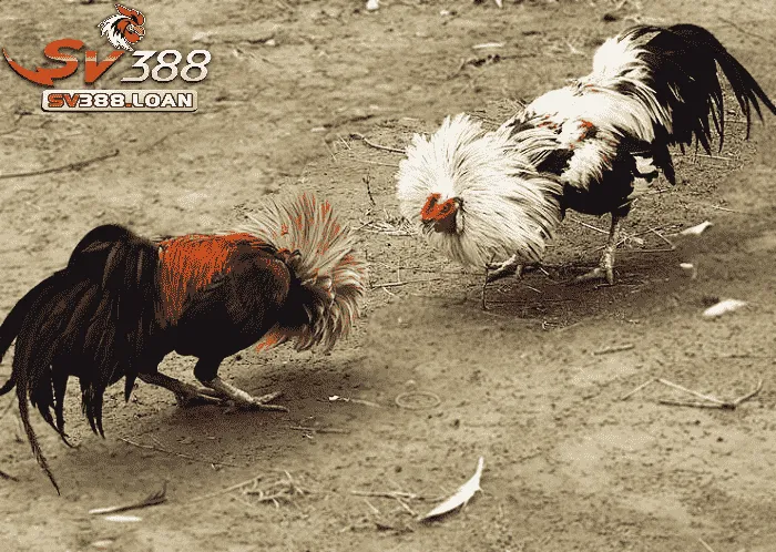 Kỹ thuật huấn luyện và chăm sóc gà tre Thomo