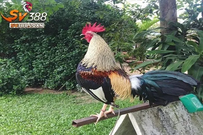 Giá trị kinh tế và văn hóa của Đá Gà Tre Sv388