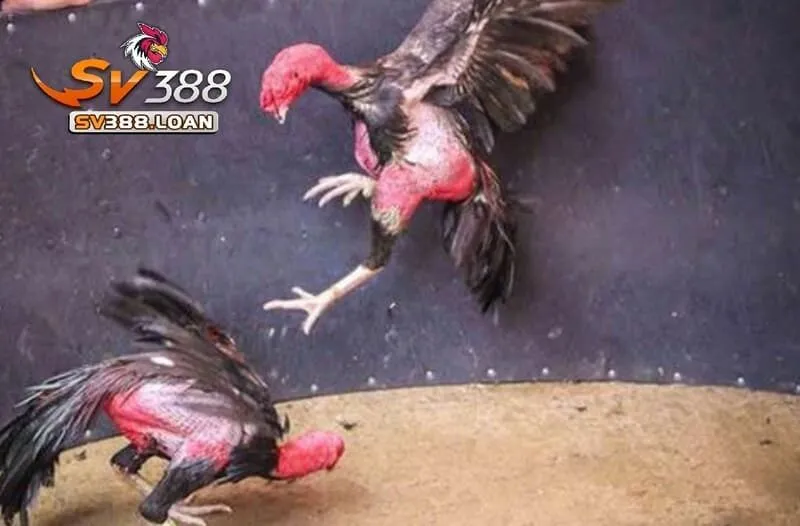 Hướng dẫn tham gia Đá Gà Asil Sv388