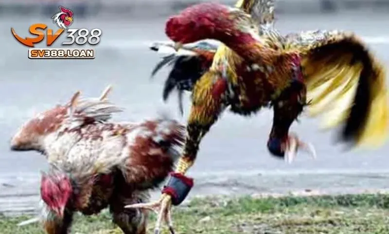 Mẹo đặt cược thắng lớn khi xem Đá Gà Asil Sv388