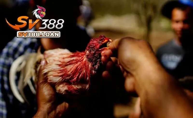 Dựa vào đâu mà giá giống Đá Gà Chọi Cuba được cập nhật cao đến thế