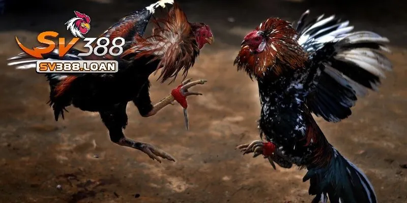 Thời gian chiến đấu một trận Đá Gà Cựa Dao Sv388