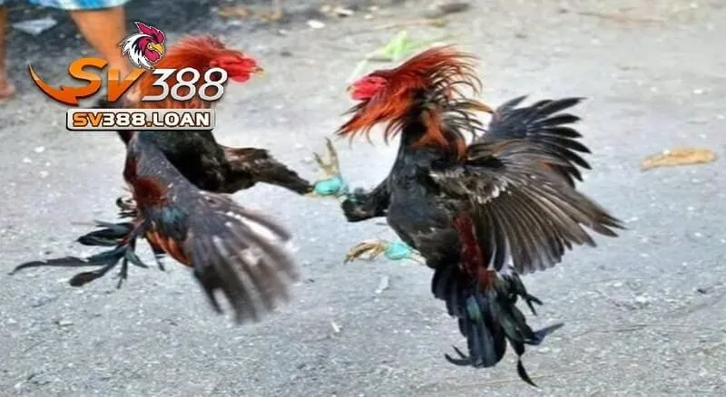 Sử dụng các loại hạt như ngô, lúa mì làm thực phẩm chính cho Đá Gà Shamo Sv388