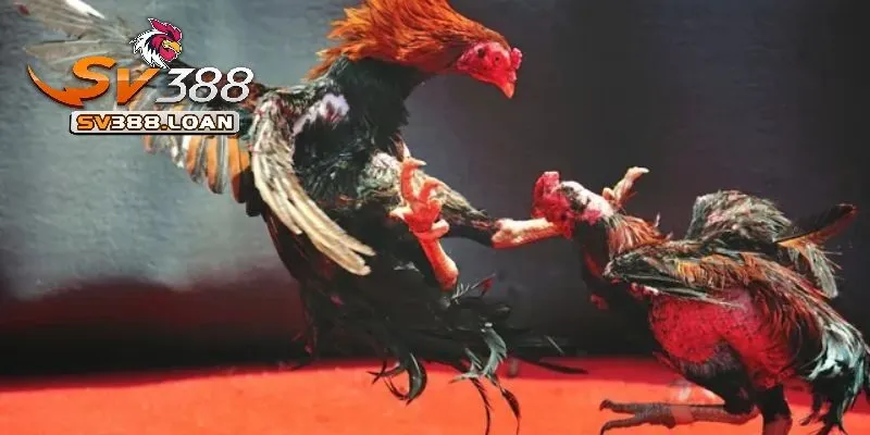 Đa dạng trận đá kê Thomo